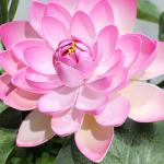 Kunstblumen Künstliches Blumen-Set, Kunstblumen mit Pflanzgefäß, Lotus-Kunstblume im Topf, für Wohnzimmer, Tisch, Schreibtisch, Kunstdekoration für jeden Anlass