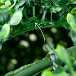 Decoratieve buxusbal, keuze uit 8-55 cm, kunstbuxusbal, , planten, boekenbal, kunstplant, diameter: 35 cm
