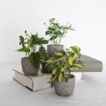 3 stuks , mini-, echte eucalyptus, rozemarijn, babyborrel, klein, met potten, tafeldecoratie, huis, balkon, kantoor, decoratie (3, groen)