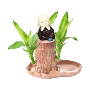 Braziliaanse planten indoor geluksholt plant set kleine mini-plant desktopplanten Braziliaanse houtplant met monnetje Braziliaans hout plantenstronk hout hydrocultuurplant (0A brui