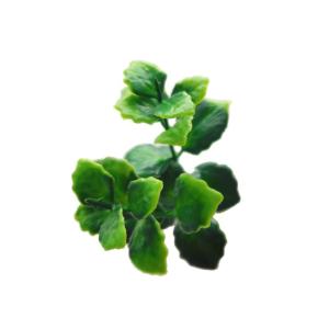 Pachysandra Plantenwand, , wandplanten, 50 x 50 cm, decoratie voor muur, balkon en tuin