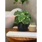 Set van 3 als echte kunstkamerplanten, decoratieve planten voor woonkamer, badkamer, hoogte ca. 15 cm, in zwarte keramische pot