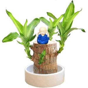Braziliaanse planten indoor geluksholt plant set kleine mini-plant desktopplanten Braziliaanse houten plant met monnetje Braziliaans hout plantenstronk hout hydrocultuurplant (blau