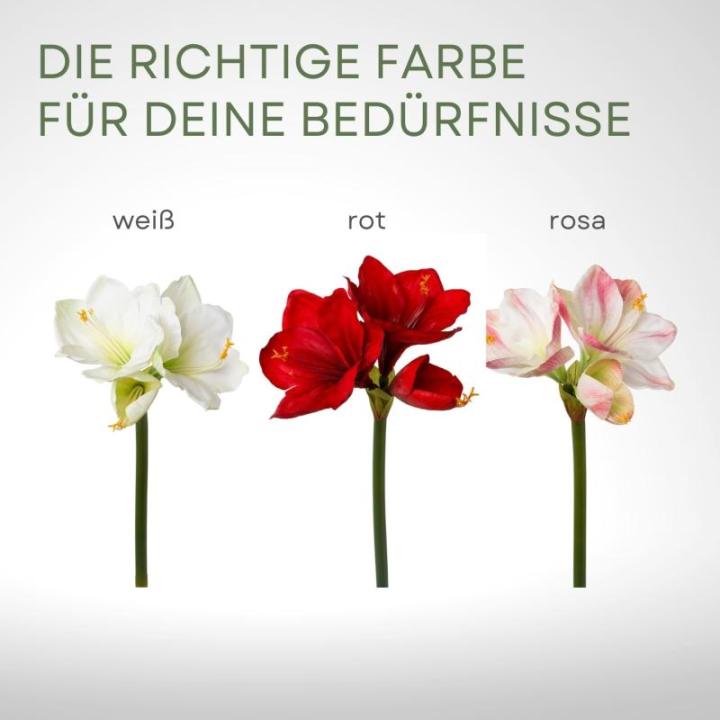 Amaryllis Amaryllis kunstmatig met natuurgetrouwe bloemen, 68 cm, wit, hoogwaardige en stijlvolle Real Touch kunst-amaryllis, ideaal als indoor- of kerstdecoratie