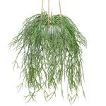 Kunstplant hangplant kunstmatige potplant koraalcactus kunst ripsalis kamer muur decoratie, hoogte 35,5 cm, in hanglamp