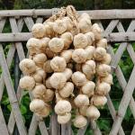 Halloween Ready Set mit 5 künstlichen Knoblauchdekorationen aus stabilem Schaumstoffmaterial für lange Haltbarkeit (weißer Knoblauch)
