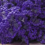 200pcs künstliche Beere Stängel gefrostete Obstbeeren Weihnachtskranzzubehör Mini Weihnachten Beeren Picks Blumenzweig Weihnachtskranz Dekorationen für Urlaub Dekoration Party,