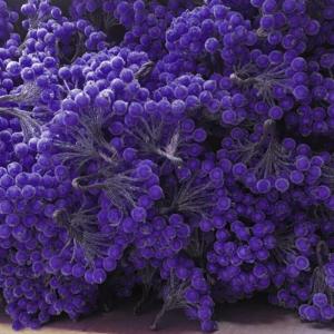 200pcs künstliche Beere Stängel gefrostete Obstbeeren Weihnachtskranzzubehör Mini Weihnachten Beeren Picks Blumenzweig Weihnachtskranz Dekorationen für Urlaub Dekoration Party,