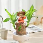 Braziliaans gloeiend hout, Braziliaanse houten plant, mini gelukshhout uit Braziliaanse houten plant met monnikstandbeelden, desktopplant, Braziliaanse houtplant, stomp