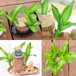 Braziliaans gloeiend hout, Braziliaanse houten plant, mini gelukshhout uit Braziliaanse houten plant met monnikstandbeelden, desktopplant, Braziliaanse houtplant, stomp