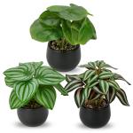 Set van 3 als echte kunstkamerplanten, decoratieve planten voor woonkamer, badkamer, hoogte ca. 15 cm, in zwarte keramische pot