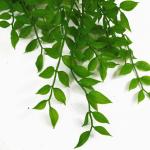 Ontwerp Kunstmatige Opknoping Varen Planten, Evergreen Licht, 100cm