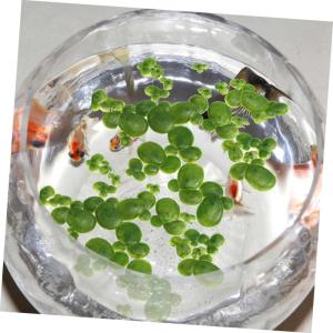 2 Sätze Wasserlinsen-Kunststoff Künstliche Pflanzen Artificial Pflanzen Künstliche Wasserpflanzen Simulierte Aquariumpflanzen Entengrütze Wasserlinsen-dekor Plastik 90 Stück *