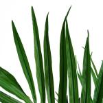 Großer künstlicher Baum, 130 cm, Kentia-Palme
