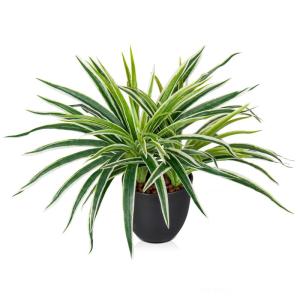 binnen in potten 33 cm nep spinplant decoratieve nep potplanten faux Chlorophytum Comosum kamerplant realistische kamerplant voor thuis badkamer keuken decoratie