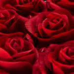 Rozenbox rond, 8 rozen, stabiele bloemenbox, wit, 10 jaar houdbaar, cadeau-idee, decoratieve bloemenbox, rood, 17 x 17 x 17 cm