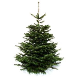 Echte Nordmann-kerstboom uit het Sauerland, 170-190cm, groen
