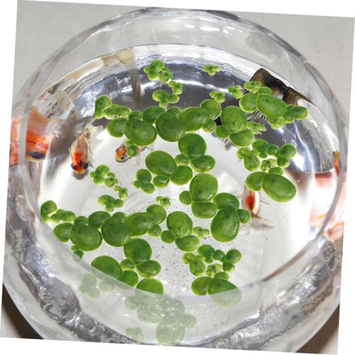 1 Satz Wasserlinsen-Kunststoff Künstliche Pflanzen Artificial Pflanzen Simulierte Wasserpflanzen Künstliche Landschaftspflanzen Simulation Schwimmende Entengrütze Plastik 90st