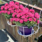 , 3 bundels voor buiten en binnen, namaak-geranium, zijden bloemen, decoratie, kunst-uv-bestendig, geraniumstruik voor hangende tuin, veranda, raam, box, decoratie, rozerood