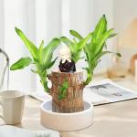 Braziliaanse planten indoor geluksholt plant set kleine mini-plant desktopplanten Braziliaanse houten plant met monniken Braziliaans hout plantenstronk hout hydrocultuurplant (brui