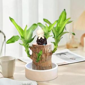 Braziliaanse planten indoor geluksholt plant set kleine mini-plant desktopplanten Braziliaanse houten plant met monniken Braziliaans hout plantenstronk hout hydrocultuurplant (brui