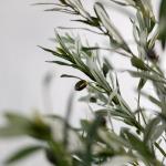 Kunstmatige olijfboom 180 cm kunstplant boom Olea kunstboom hoge stam