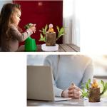 Braziliaanse planten indoor geluksholt plant set kleine mini-plant desktopplanten Braziliaanse houten plant met monnetje Braziliaans hout plantenstronk hout hydrocultuurplant (blau
