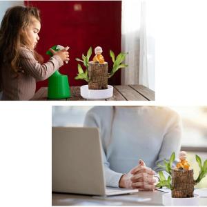 Braziliaanse geluksplant set kleine mini gelukshhout uit Brazilië Braziliaanse houten plant met monnikstandbeelden, desktop plant, Braziliaanse houtplant, plantenstronk hydrocultu