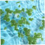 2 Sätze Wasserlinsen-Kunststoff Künstliche Pflanzen Artificial Pflanzen Künstliche Wasserpflanzen Simulierte Aquariumpflanzen Entengrütze Wasserlinsen-dekor Plastik 90 Stück *