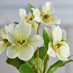 Christrosenbusch weiß-grün im Keramik Topf I weihnachtliche Christrose 28cm I Christrosen im Topf künstlich I Weihnachtsdeko I hochwertige Kunstpflanzen für Weihnachten