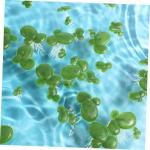 3 Sätze Wasserlinsen-Kunststoff Künstliche Pflanzen Artificial Pflanzen Aquarium Dekoration Gefälschte Schwimmende Entengrütze Künstliche Wasserlinsenpflanze Plastik 90 Stück