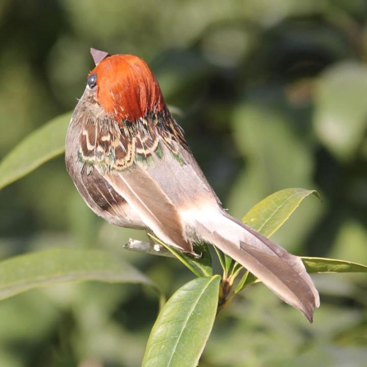 Rode kardinaal, kerstboomdecoratie, vogelknutselset voor boom, huis, tuin, feestdecoraties in de open lucht, D-12 stuks, Sparrow