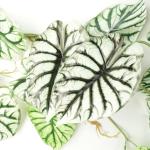 Ontwerp Nep Bloemen, Kunstmatige Hangende Planten