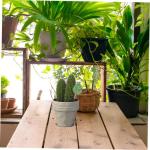 300 Stück Simulierte Schildkrötenblätter Hawaii Dekor Tropische Blätter Simulation Von Monstera Blättern Simulation Von Monstera Blättern Blumenarrangement Künstliche