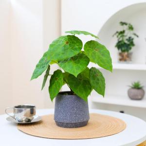 Kunstgroene plant in pot, kunstmatige vetplanten, planten in pot, 32 cm, grote groene kunstmatige plant, groen blad voor thuis, bureau, woonkamer, decoratie