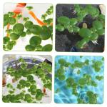 4 Sätze Wasserlinsen-Kunststoff Aquarium Pflanzendekor Künstliche Pflanzen Künstliche Landschaftspflanzen Aquarienverzierung Mini Gefälschte Entengrütze Plastik 90 Stück * 4