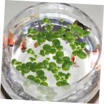 5 Sätze Wasserlinsen-Kunststoff Künstliche Pflanzen Artificial Pflanzen Aquarium Dekoration Mini Gefälschte Entengrütze Teichsimulation Entengrütze Tankanlagen Plastik 90 Stü