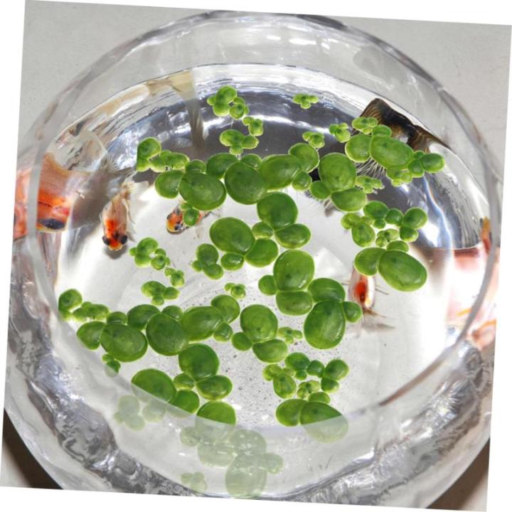 5 Sätze Wasserlinsen-Kunststoff Künstliche Pflanzen Artificial Pflanzen Aquarium Dekoration Mini Gefälschte Entengrütze Teichsimulation Entengrütze Tankanlagen Plastik 90 Stü