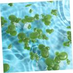 4 Sätze Wasserlinsen-Kunststoff Aquarium Pflanzendekor Künstliche Pflanzen Künstliche Landschaftspflanzen Aquarienverzierung Mini Gefälschte Entengrütze Plastik 90 Stück * 4