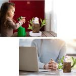 Braziliaanse planten indoor geluksholt plant set kleine mini-plant desktopplanten Braziliaanse houtplant met monniken Braziliaans hout plantenstronk hout hydrocultuurplant