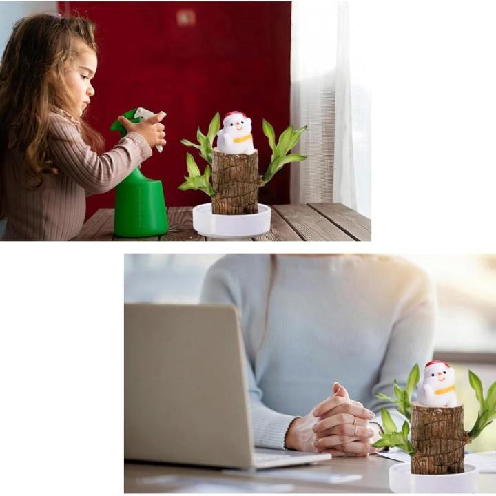 Braziliaanse planten indoor geluksholt plant set kleine mini-plant desktopplanten Braziliaanse houtplant met monniken Braziliaans hout plantenstronk hout hydrocultuurplant