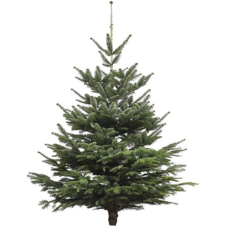 Echte kerstboom - Nordmann-spar - vers geslagen kerstboom dennenboom (spar, 80-100 cm)