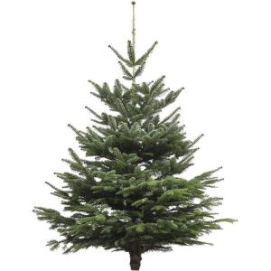 Echte kerstboom - Nordmann-spar - vers geslagen kerstboom dennenboom (spar, 120-140 cm)