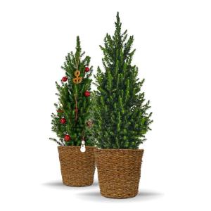 Dwergsparren Fridolin met plantenbak van zeegras, 80-100 cm grote winterharde mini-kerstboom, echte suikerpit voor binnen en buiten, plant voor pot en tuin