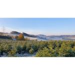 Nordmann-kerstboom uit Sauerland (100-120cm)