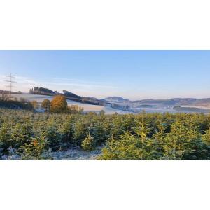 Nordmann-kerstboom uit Sauerland (100-120cm)