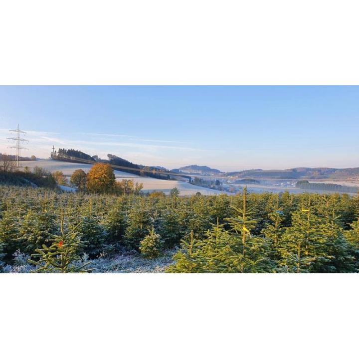 Nordmann-kerstboom uit Sauerland (100-120cm)