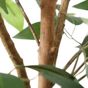 Ficus Benjamina , 120 cm, groot, met natuurhouten stam, kamerplant, kunstboom in pot, voor thuis, kantoor, balkon, decoratie (1 stuks)