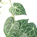 Ontwerp kunstmatige hangende planten