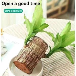 Braziliaanse planten indoor gelukshhouten plant, set kleine mini-plant, desktopplanten, Braziliaanse houtplant met monniken, Braziliaans hout, plantenstronk, hout, hydrocultuurplan